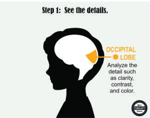 Brain Activation and Coordination 1