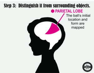 Brain Activation and Coordination 3