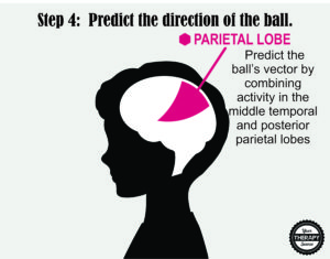 Brain Activation and Coordination 4