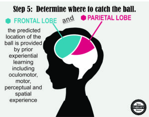 Brain Activation and Coordination 5