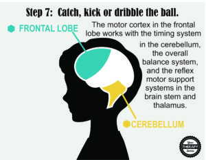 Brain Activation and Coordination 7